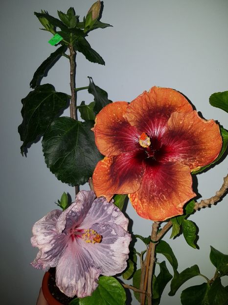  - Hibiscus Tahitian Dark Congo