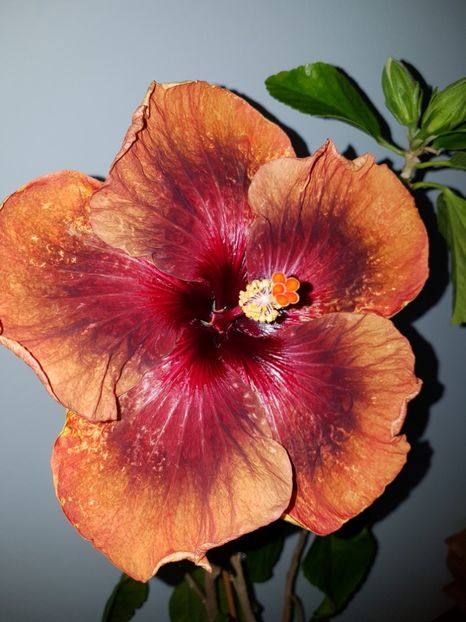  - Hibiscus Tahitian Dark Congo