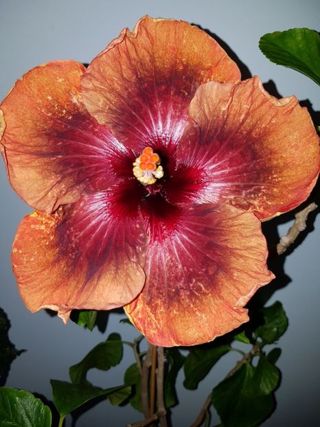  - Hibiscus Tahitian Dark Congo