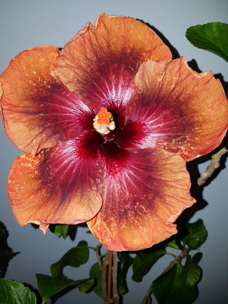  - Hibiscus Tahitian Dark Congo