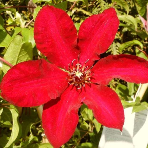 Clematis Solidarnosc - SOLIDAMOSC