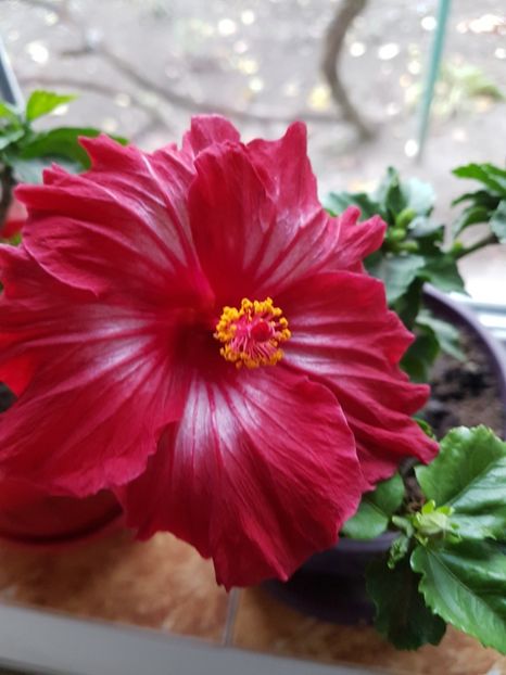  - Hibiscus 2018