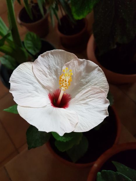  - Hibiscus 2018