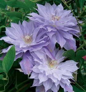 Clematis Mrs P.T. James - ALTE FRUMOASE CLEMATITE