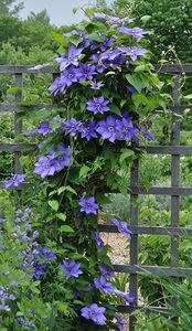 8203-clematis (1) - ALTE FRUMOASE CLEMATITE