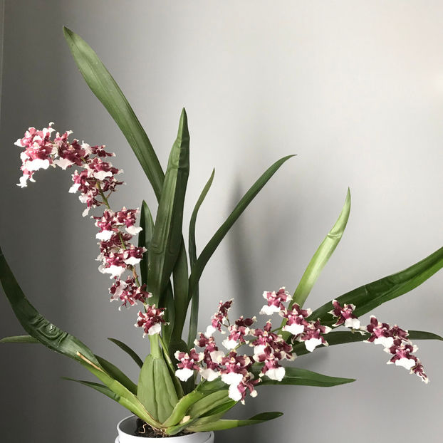 Oncidium Sharry Baby "Chocolate Orchid" - Plante de interior 2019