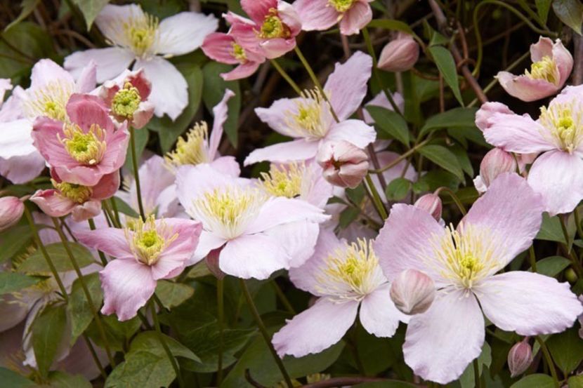 Clematis Elizabeth - MONTANA ELIZABETH