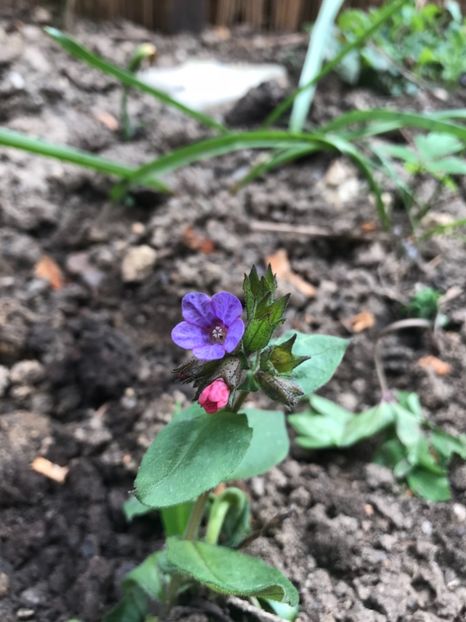 Pulmonaria Officinalis - Plantele mele de gradina