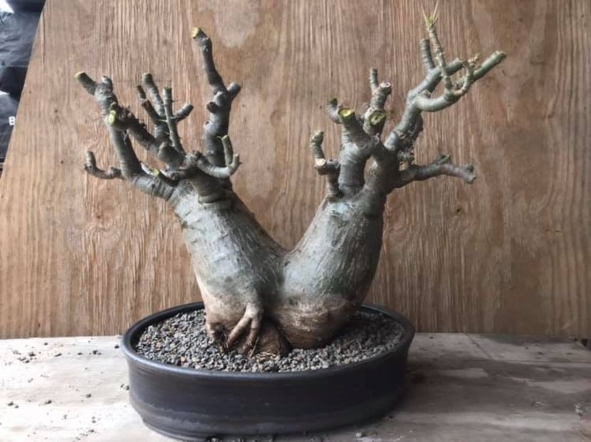 Pachypodium saundersii - Vase - aranjamente - accesorii