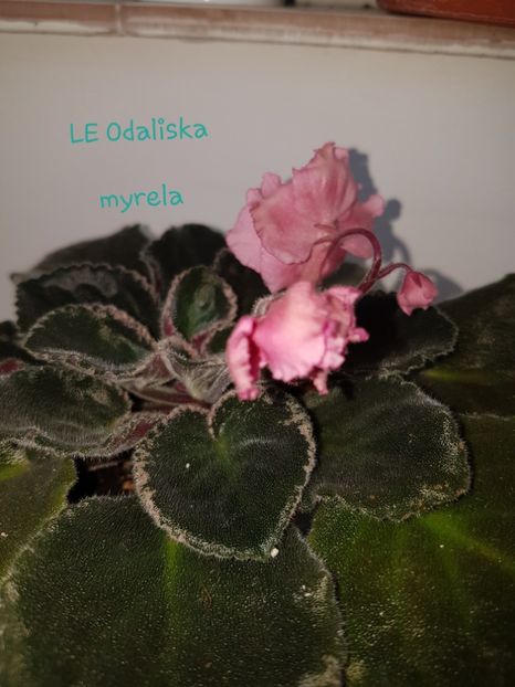 LE Odaliska - L Poze din colectia mea