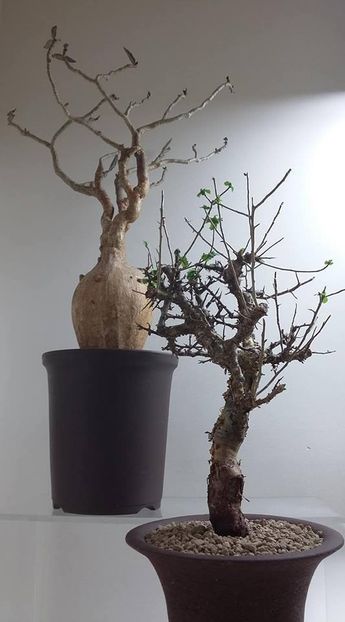 Adenuim somalense & Commiphora incisa - Vase - aranjamente - accesorii