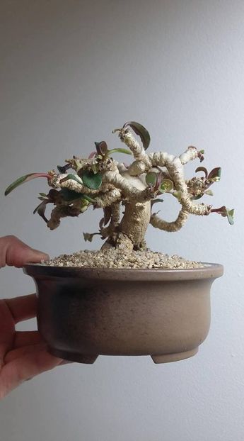 Euphorbia francoisii v crassicaulis - Vase - aranjamente - accesorii