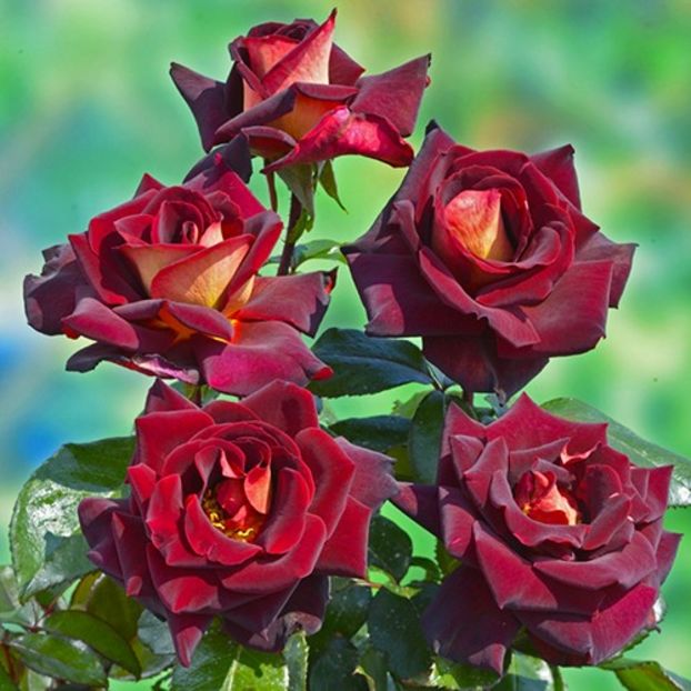 eddy Mitchell bush, grandiflora,cut flowers - doina63 roses-super