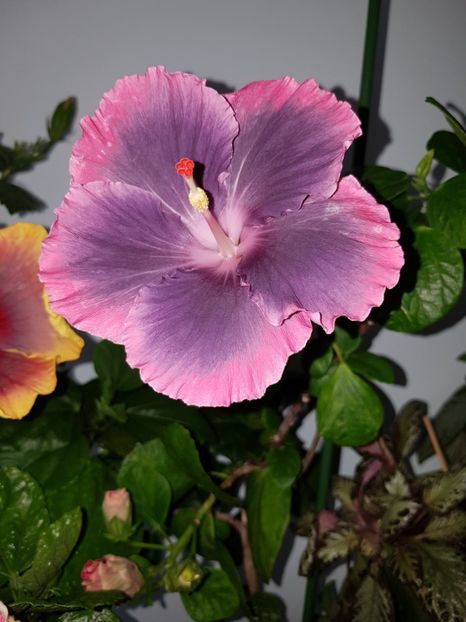  - Hibiscus Moorea My Blue Pearl