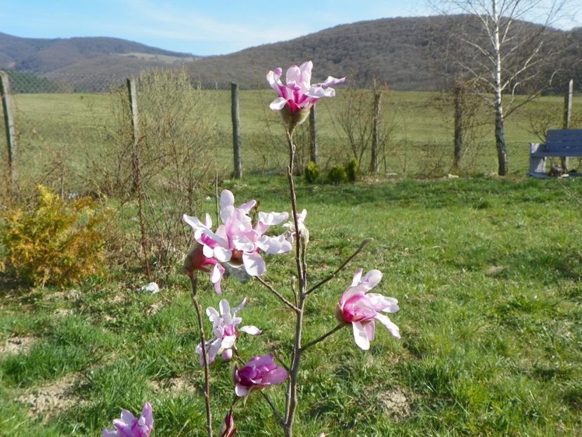 magnolia stellata Rosea - z-Dobarland 2019