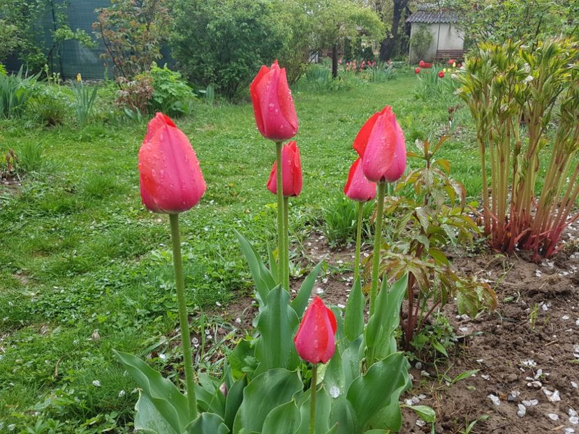 Spring - 2019 Idilic garden