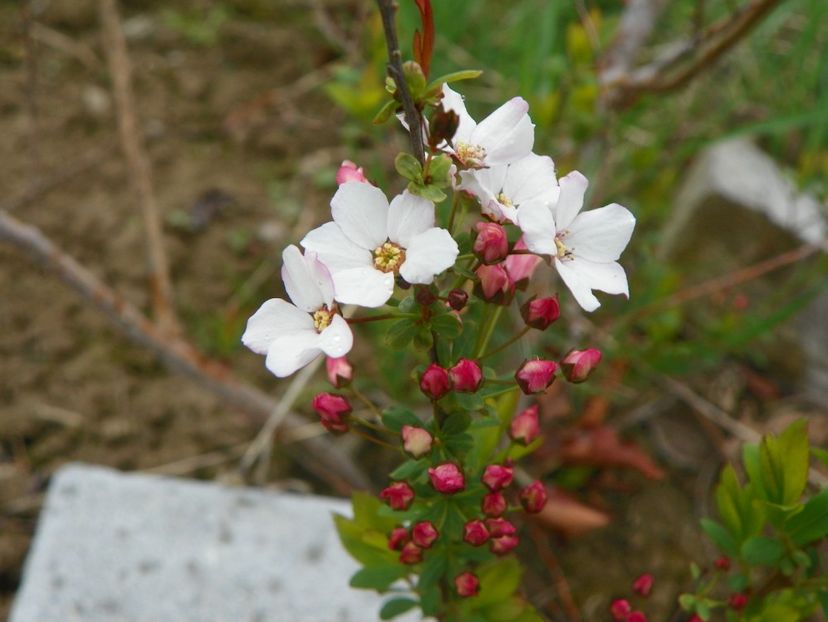 spiraea Fujino Pink - z-Dobarland 2019