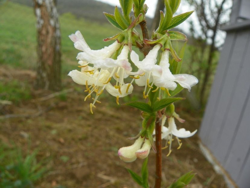 lonicera fragrantissima - z-Dobarland 2019