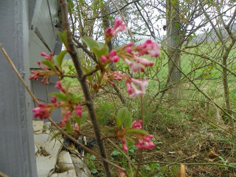 viburnum bodnantense Dawn - z-Dobarland 2019