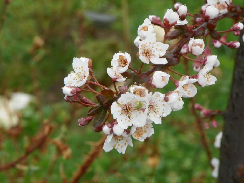 prunus cerasifera Trailblazer - z-Dobarland 2019