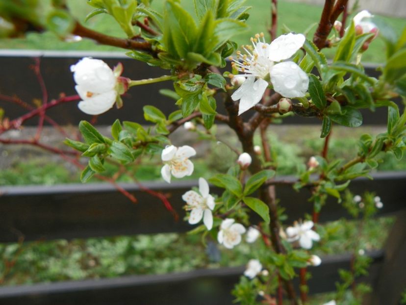 prunus spinosa? - z-Dobarland 2019