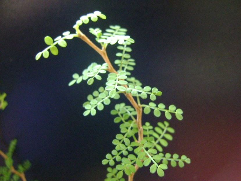 Sophora prostrata Little Baby - Bonsai si prebonsai 2018-2020