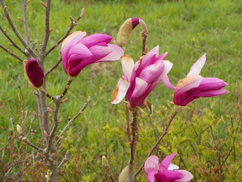 magnolia Leonard Messel - z-Dobarland 2019