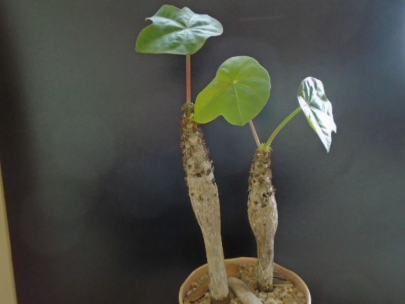 Jatropha podagrica - Caudiciforme si bulbi 2019