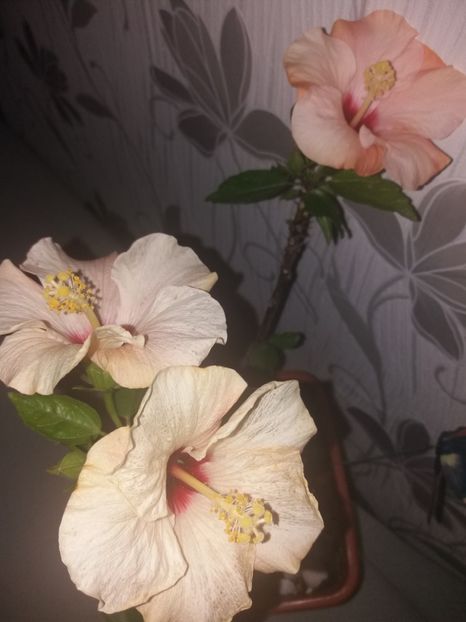  - Florile mele aprilie 2019