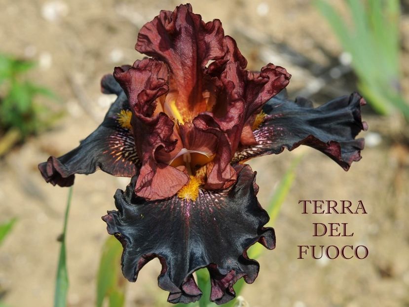 terra del fuoco - Irisi - noi achizitii 2016