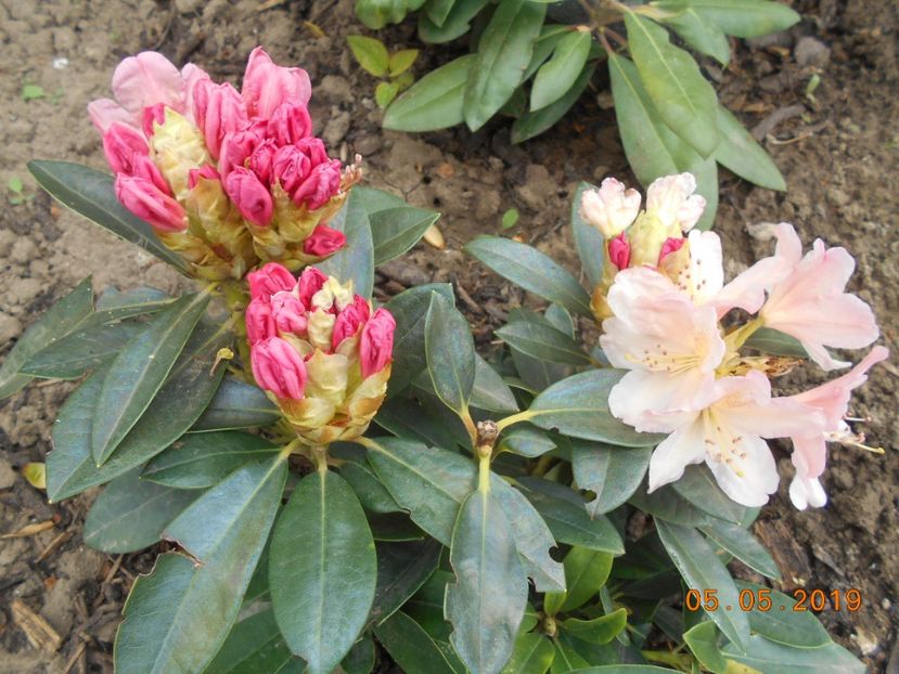 Percy Wiseman - 2Azalee-rhododendroni-hortensii-hoste 2019