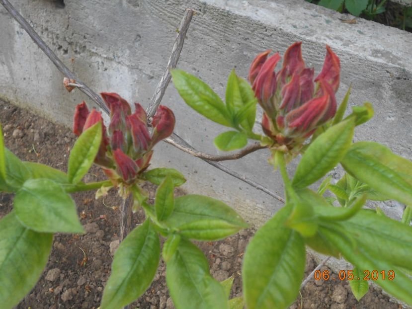 azalee Gibraltar - 2Azalee-rhododendroni-hortensii-hoste 2019