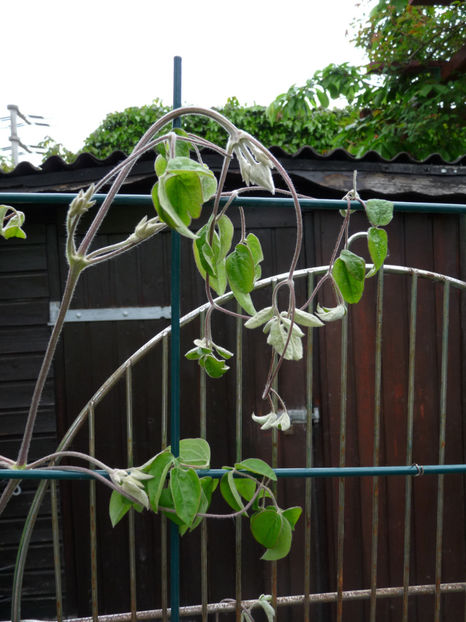 clematitele trebuie tunse - 2019 - 01 - Primavara