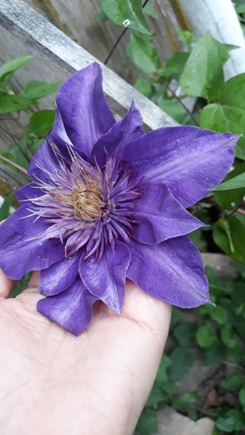 Multi Blue - Clematite