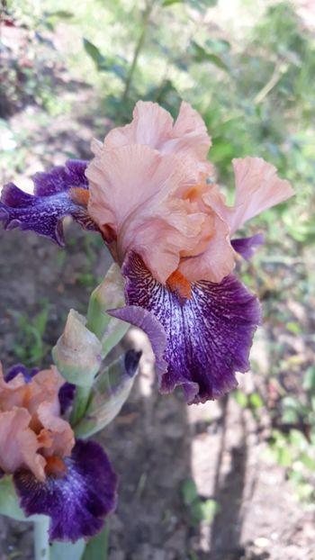 20190503_101141(0) - Iris