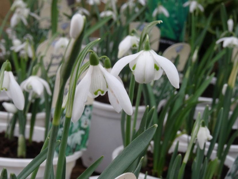 ghiocei - 2019 februarie - Trentham Garden Center Stoke on Trent