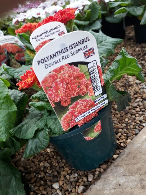 Primula polyanthus Istambul - 2019 februarie - Trentham Garden Center Stoke on Trent