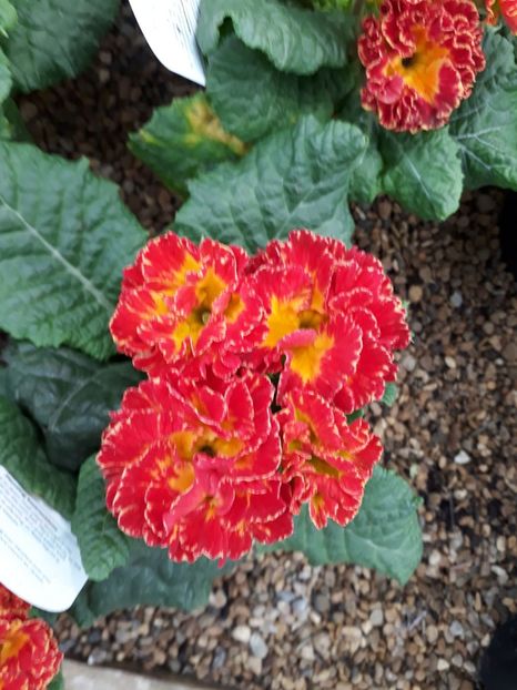 Primula polyanthus Istambul 1 - 2019 februarie - Trentham Garden Center Stoke on Trent