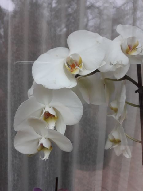  - 2 Orhidee Phalenopsis