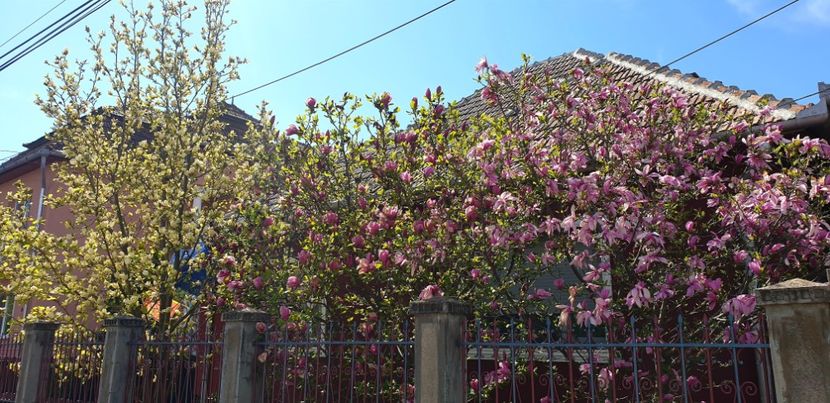  - Magnolia SOULANGIANA RUSTICA RUBRA -evolutie 2009