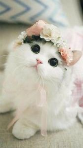 760a42ecc8468cfd6339bab641e044f6 - CUTE CATS 2019