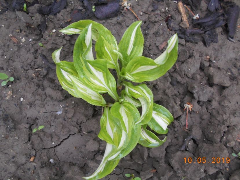 hosta Mediovariegata - 2Azalee-rhododendroni-hortensii-hoste 2019