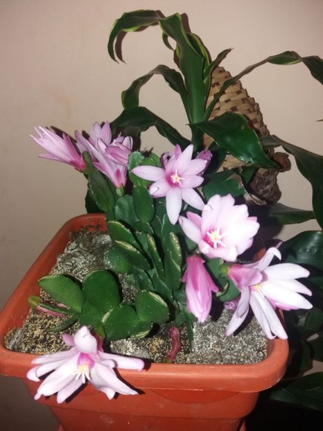  - Florile mele mai 2019