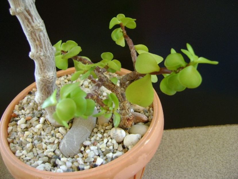 Portulacaria afra - Suculente 2019