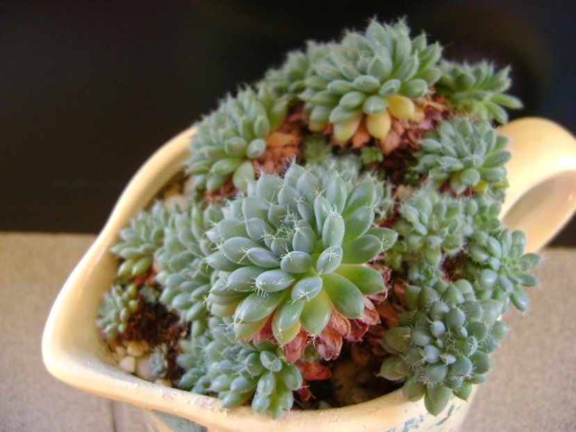 Echeveria setosa v. deminuta - Suculente 2019