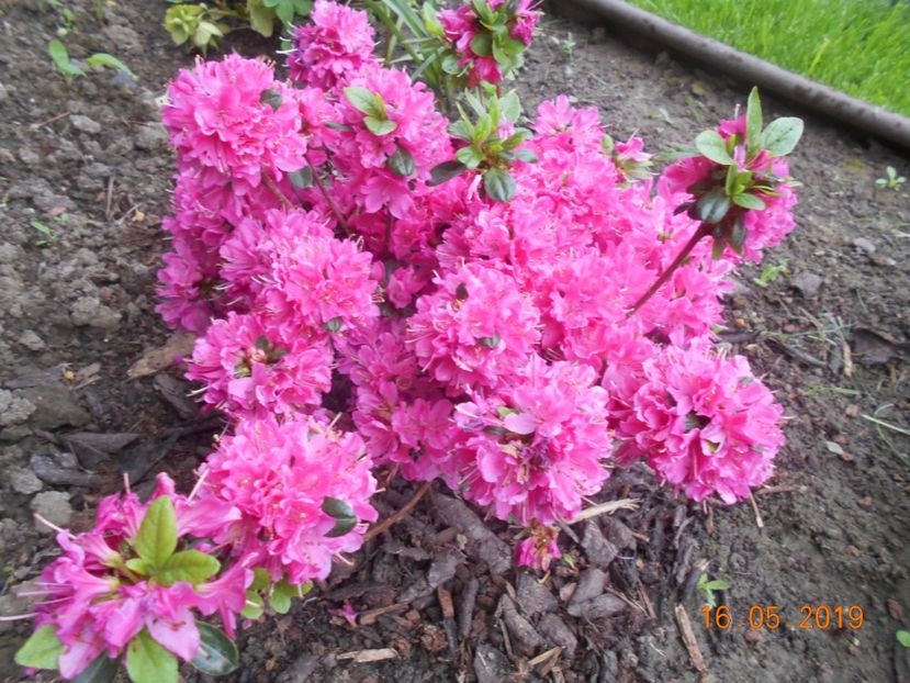 Azalea Kermesina - 2Azalee-rhododendroni-hortensii-hoste 2019