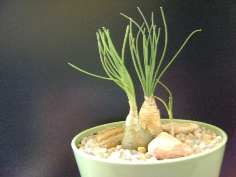 Albuca cv Augrabies Hills (Polyphylla) - Caudiciforme si bulbi 2019