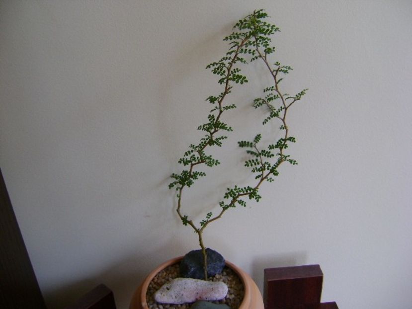 Sophora prostrata Little Baby - Bonsai si prebonsai 2018-2020