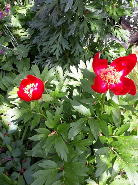 Bujor românesc de pădure-paeonia  peregrina - 9-Bujori