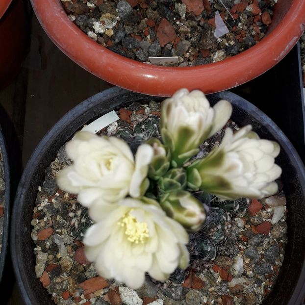 Gymnocalycium sp. - Cactusi înfloriti 2019